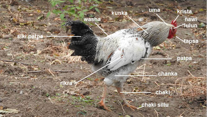 Atallpapa ukku shutikuna – Partes del cuerpo de un gallo