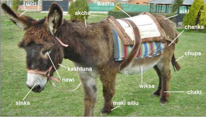 Ushupa ukku shutikuna – Partes del cuerpo de un burro