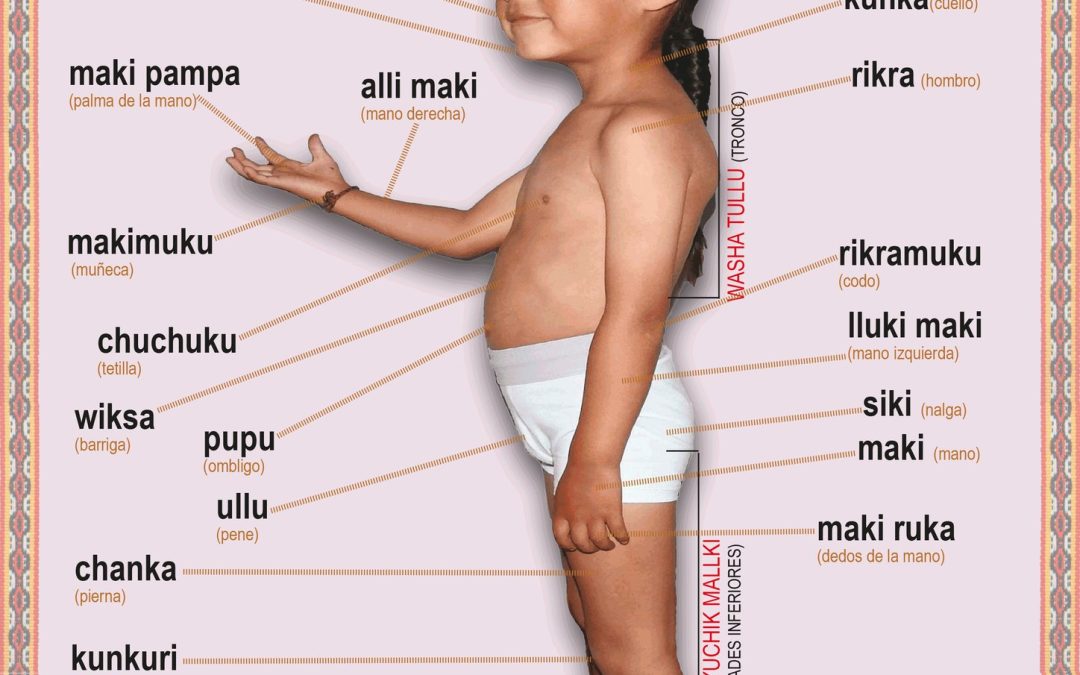 Runapa ukku shutikuna – Partes del cuerpo humano